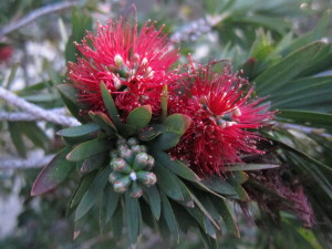 Pohutakawa blossom (The New Zealand Christmas Tree)