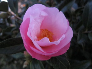 pink wild rose