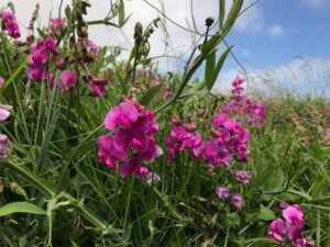 Photographic inspiration Sweet Pea photo 1