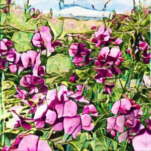 Pink Sweet Pea Flowers Summer