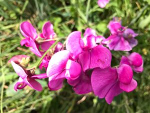 Sweet Pea inspiration photo 2